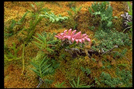 Hydrophilic plants crowd the sides of La Soufri&egrave;re.